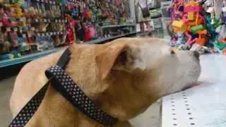 Senior dog takes a nap in Petland