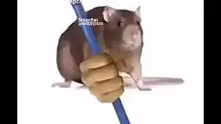 We love rattie