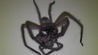 Huntsman Spider Cannibalism