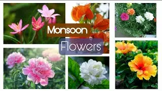 Monsoon flowering plants #indian climate/plant's for monsoon /Rainy season