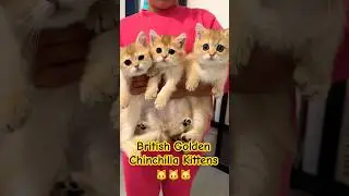 British Golden Chinchilla Kittens &ndash; Pure Elegance in Every Paw 🐾#britishshorthair #goldenchinchilla