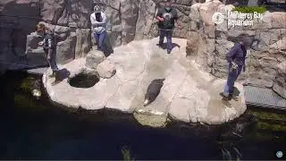 Live Sea Otter Cam feedings - Monterey Bay Aquarium