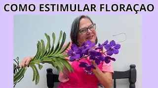 TRES PASSOS PARA ESTIMUILAR A FLORAÇAO DE ORQUIDEAS VANDAS