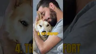 5 Ways Dogs Show They're Loyal to You! (This Will Melt Your Heart) 🐕💙