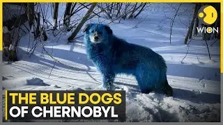 Blue Dogs Spotted Near Abandoned Factory | Chemical Exposure Suspected in Dzerzhinsk | WION