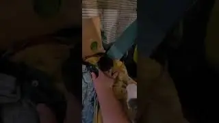 Bonding and playtime with baby rats #rats #pets #babyanimals #animalshorts