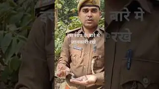 Kukri snake कुकरी सांप #subscribe #khaki #snake #snakerescue