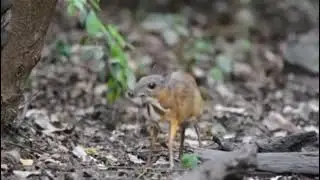 silver-backed chevrotain - a mysterious animal || mysterious things