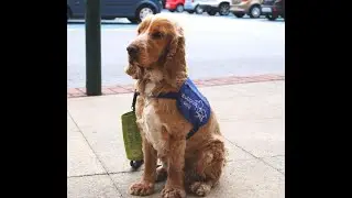 Support Dogs UK Charity Abseil