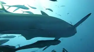 Shark Diving in Jupiter Beach, FL
