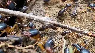 The Hidden Hierarchy: King, Queen, and The Termite Caste System