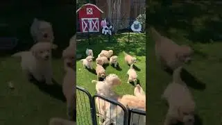 Puppies Swarming Mom 🥰 Golden Retrievers