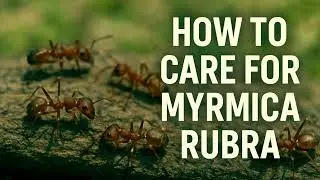 HOW TO CARE FOR MYRMICA RUBRA - ULTIMATE GUIDE!!!