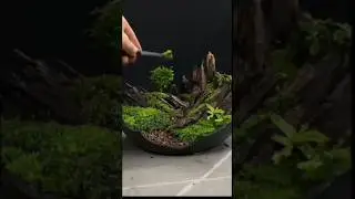 this is a real artist@Akankshafacto #shortvideo #trending #viralshort #fact #facto #newreel #tiktok