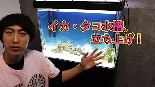 【イカ・タコ飼育編】イカタコ専用水槽を立ち上げました！