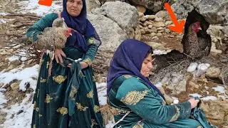 Miracle in the mountain: finding a chicken in the mountain snow. 