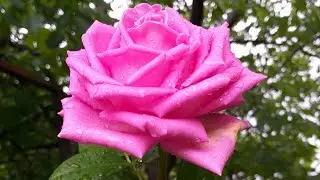 МАЛИНОВАЯ РОЗА🏵 HOT-PINK ROSE🏵 #shorts #flowers #rose #цветы #розы
