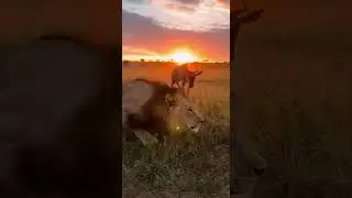 Every second counts in the wild. 🦁⚡