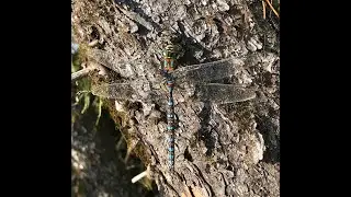 Dragonflies and Damselflies Presentation to Nature Miramichi