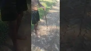 Indo Chinese Rat Snake 🐍 Rescue ( Non Venomous / Non Poisonous )