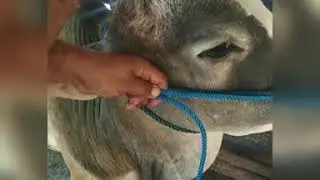 Tutorial cara memasang tali keluh ( congok ) Sapi