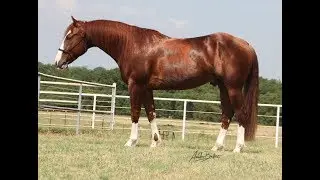 2015 Smart Little Lena Stallion