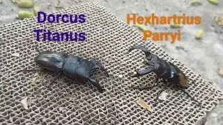 Stagbeetle battle: Dorcus Titanus 73mm. vs Hexhartrius Parryi 76mm. insects fighting