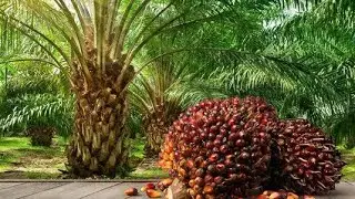 Why You Should Invest in Palmrich Estates | Agro Real Estate with Lifetime Income @isazitproperties