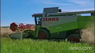 Claas Lexion 450 beim Rapsdreschen