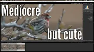 Processing a Mediocre Photo Using Lightroom, Denoise AI, & Sharpen AI