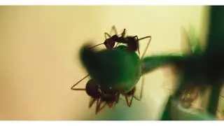 Illuminine - Dear, Limerence (Official Music Video)