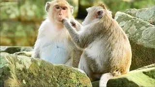 Perfect Briget monkey got grooming from oldest monkey , Briget has feeling comfort when she got groo