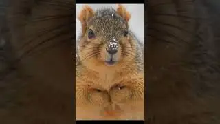 Discover the Charm of the Fox Squirrel