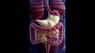 What's REALLY Happening to Your Body When You Eat Ice Cream in Digestive System  #usa
