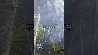 70s folk KTV cover version of Chyi Yu齐豫s 《橄榄树》 more video in description.