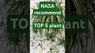 Top 5 plant NASA recommend  #nasa #plants #plants #nature #home