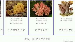 かび, 目 ラッパタケ目 fungus Gomphales ハナホウキタケ チャホウキタケモドキ Patrick Patrikios ホウキタケ科 コガネホウキタケ Glacier ウスタケ
