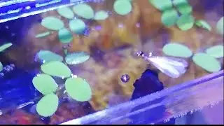 How a betta fish eats an insect (termite swarmer)