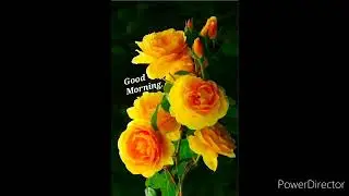 #good morning wishes(@ritusvibes9730 )