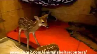 Care2.com.wmv