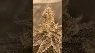#homegrown Cherry🍒Cosmos✨:Exotic Genetix🧬​⁠#acinfinity 5x5 & T6. ​⁠ ​⁠​⁠#marshydro FC-6500 #grow