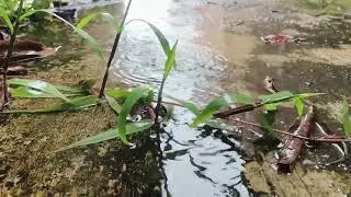 Relaxing Rain on Wet Leaves for Deep Sleep | Calming Water Drops ASMR