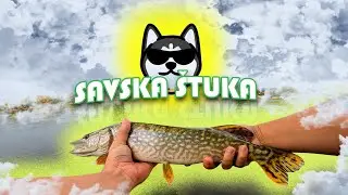 Savska &scaron;tuka / Pike from the Sava river