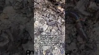 I flipped 10 rocks and found&hellip;.
