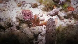 Rock Shrimp (Sicyonia laevis) responds to the election