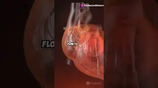 Can Cannabis harm your heart?! 💔 #shorts #cannabiseducation #cannabiscommunity #education #health