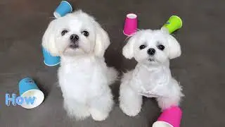 HOW SMART IS A MALTESE PUPPY?