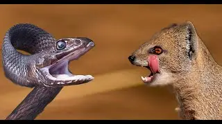 Интересные факты про мангуста(Interesting facts about the mongoose).