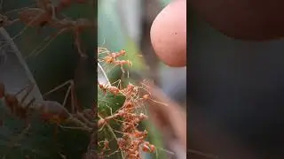 Fire ant nest with thousands of ferocious ants 🥶 | Tropical Forest Bees #ants