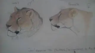 cave lion (panthera leo spelaea)